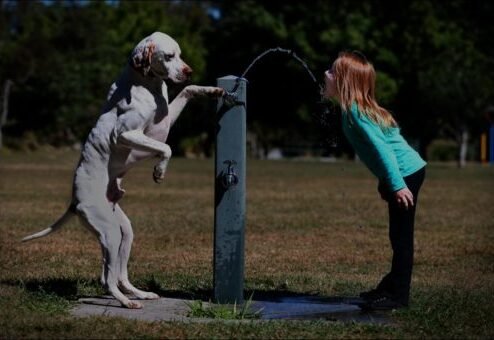 Drinking Fountains